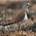 Black-winged Lapwing